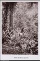 Guadeloupe (Copier)